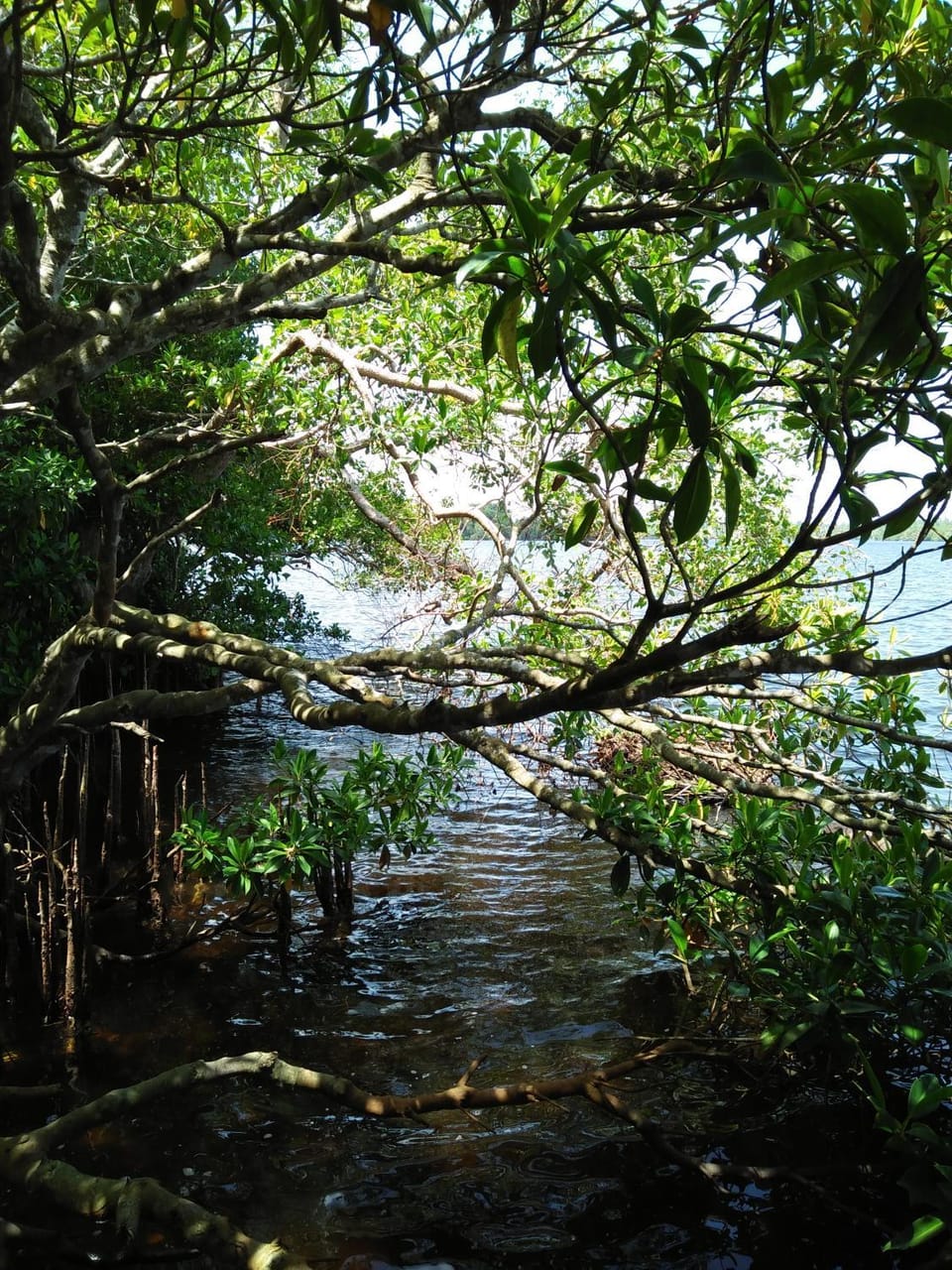 Natural landscape, Hiking, Animals