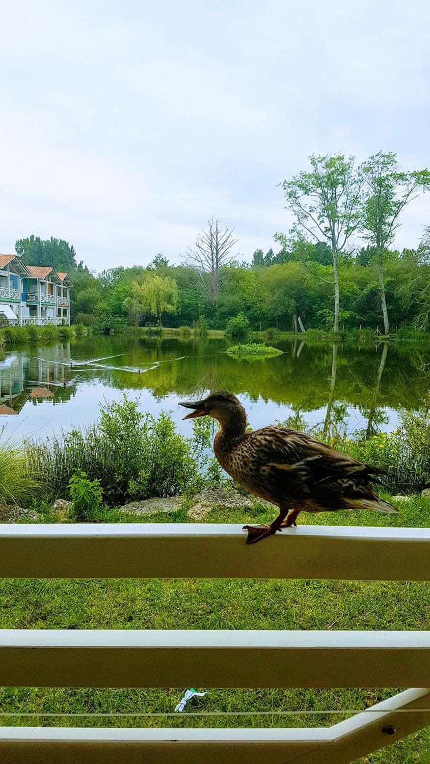 Natural landscape, Garden, Lake view