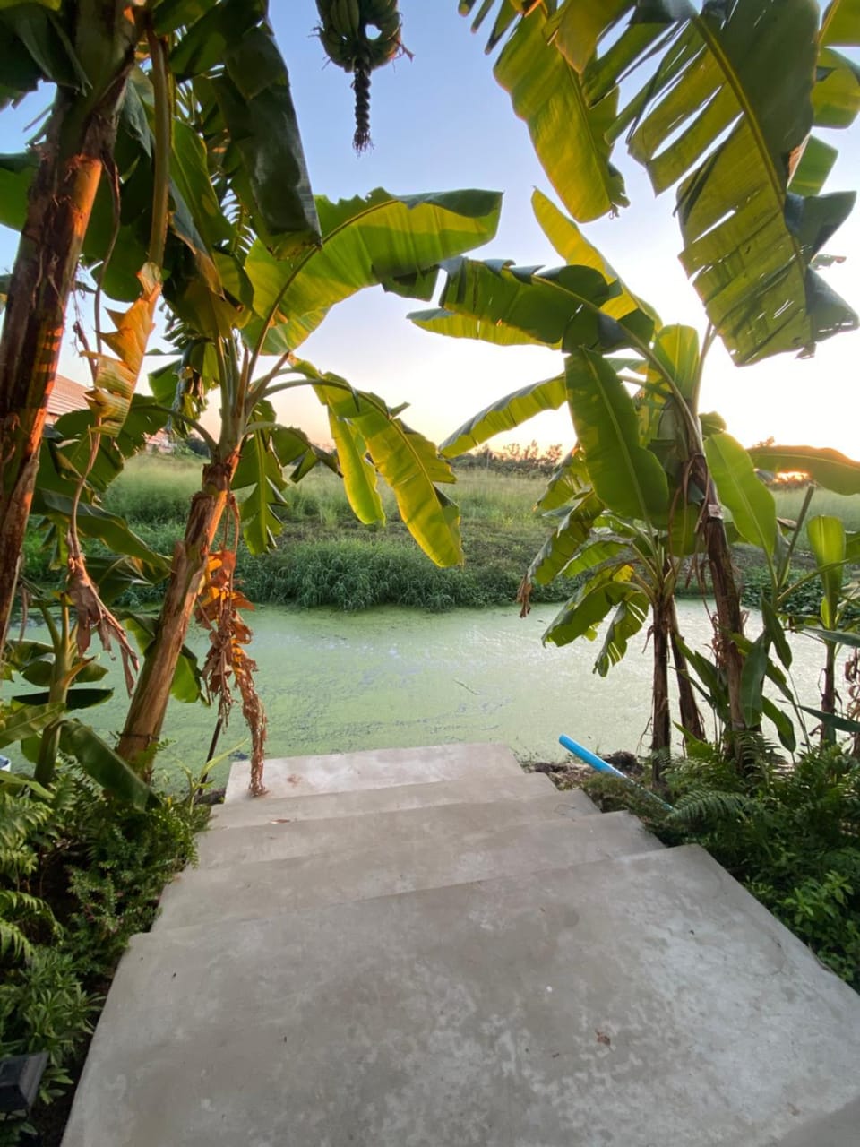 Garden, River view