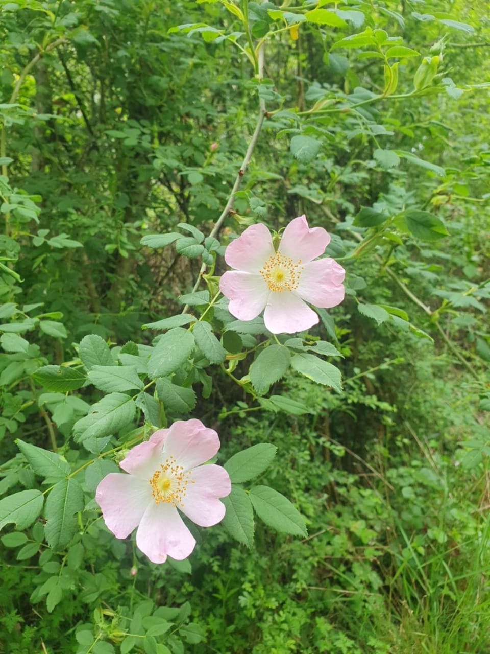 Hiking