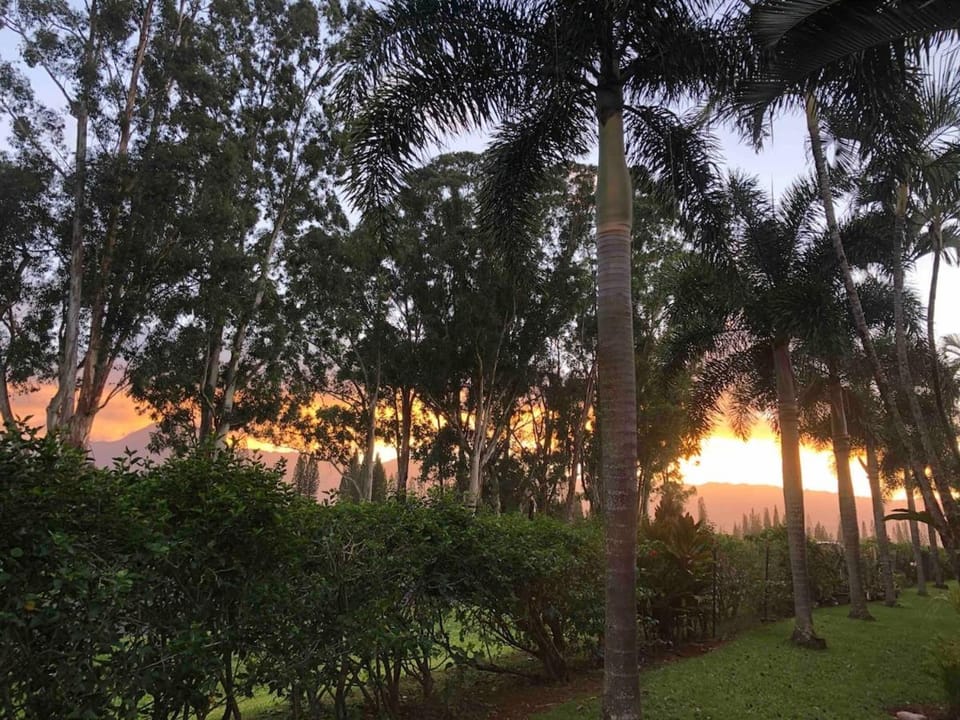 Surf Shack ,Cold AC , Pool Hot Tub, Sleeps 4, Mt View Apartment in Princeville