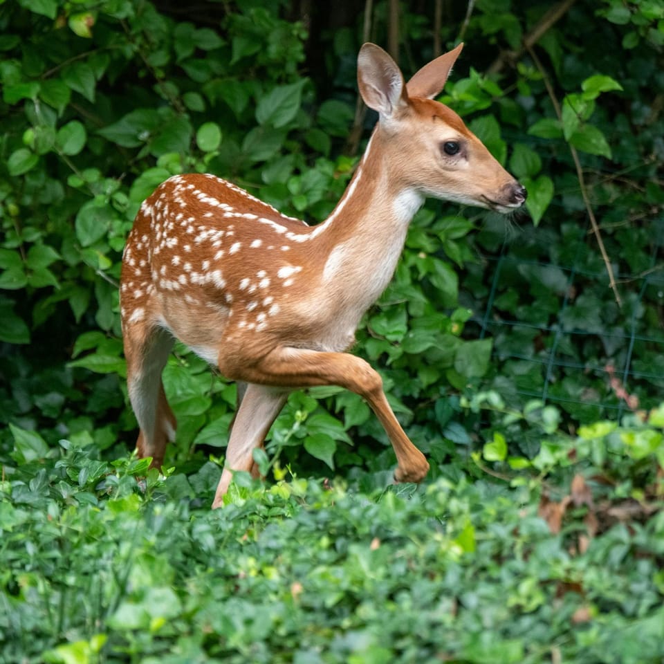Animals