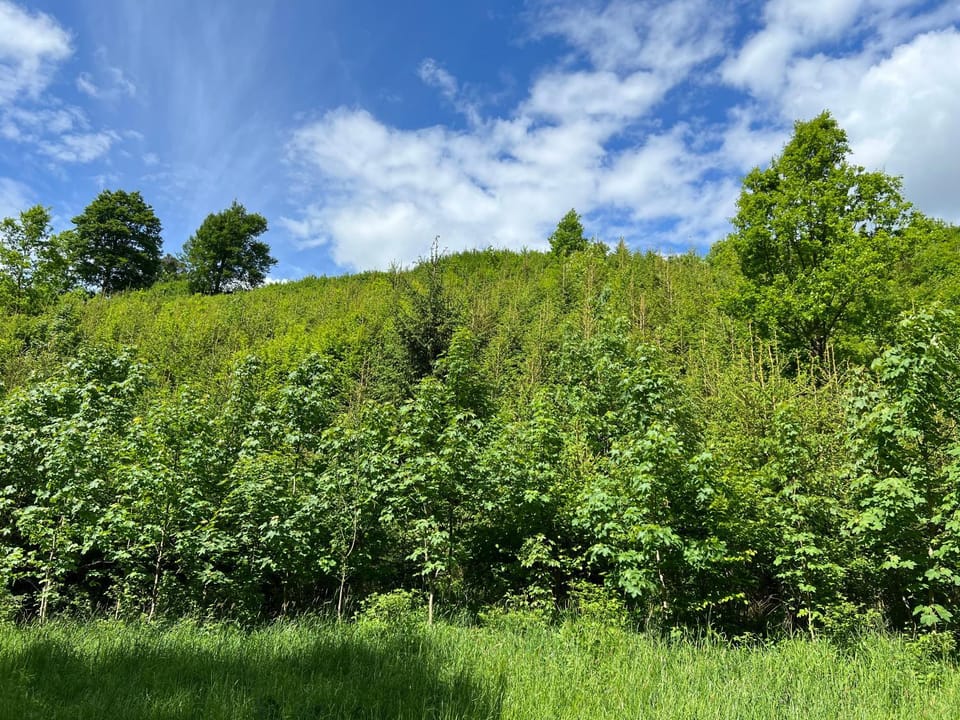 Dům ve stromech nad řekou Luxury tent in Czechia