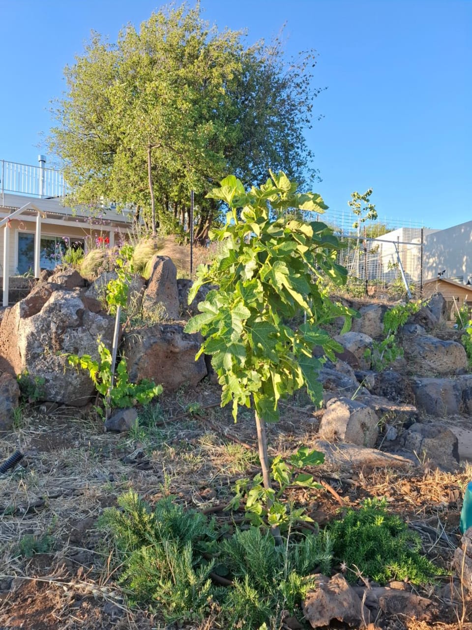 בית כפרי גדול בצפון הגולן House in North District