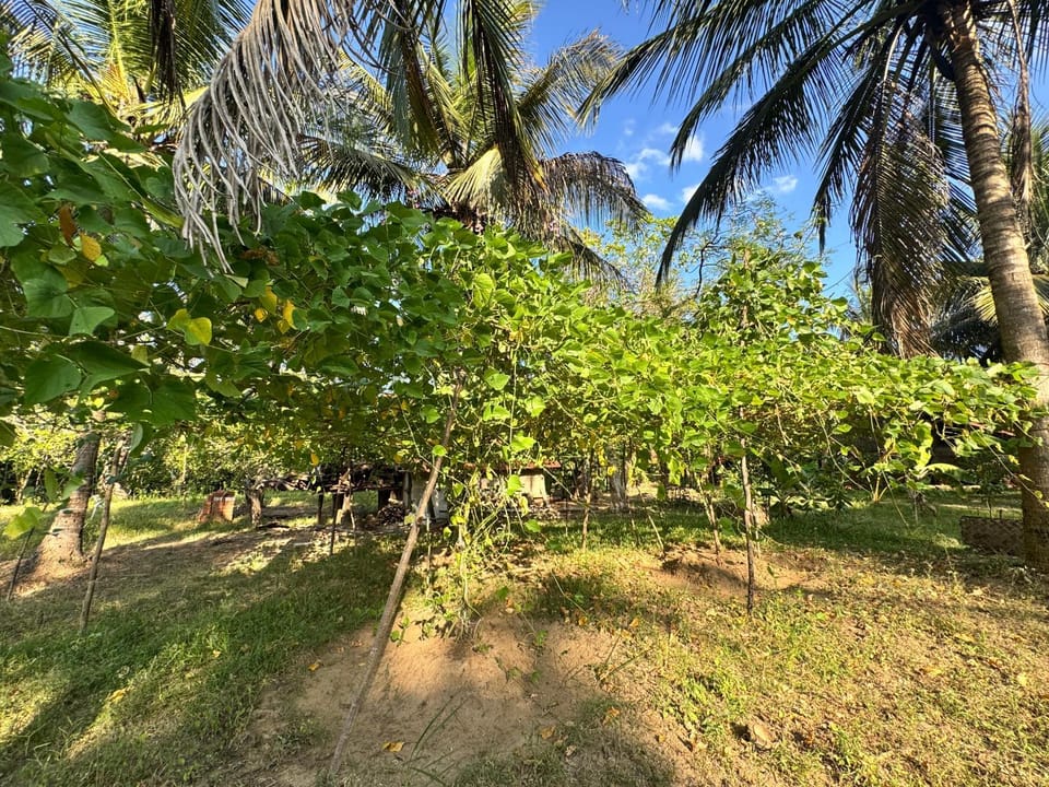 Avadiya Campground/ 
RV Resort in Uva Province, Sri Lanka
