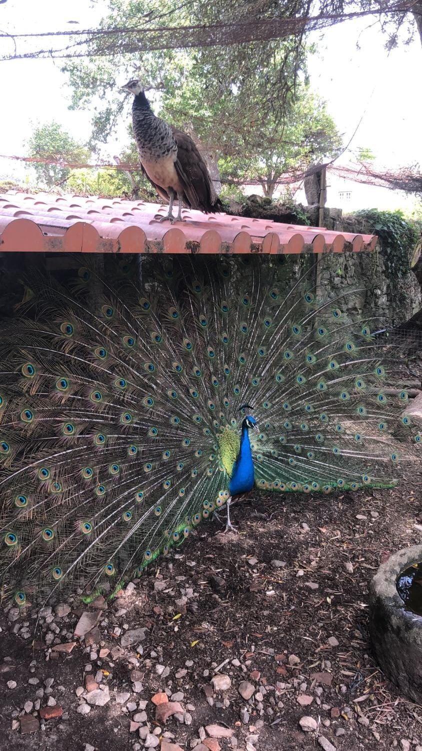 Garden, Animals