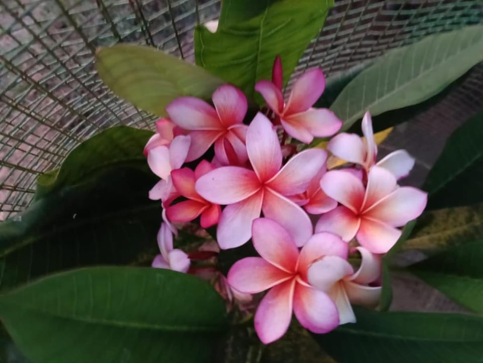 Sarva Tranquil home stay House in Tamil Nadu