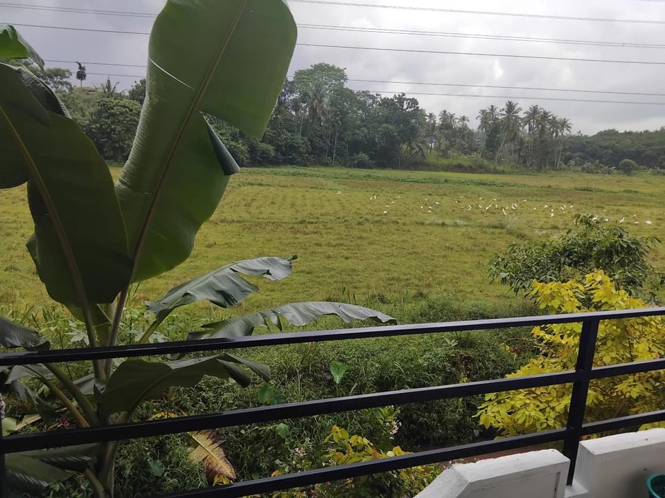 Garden view
