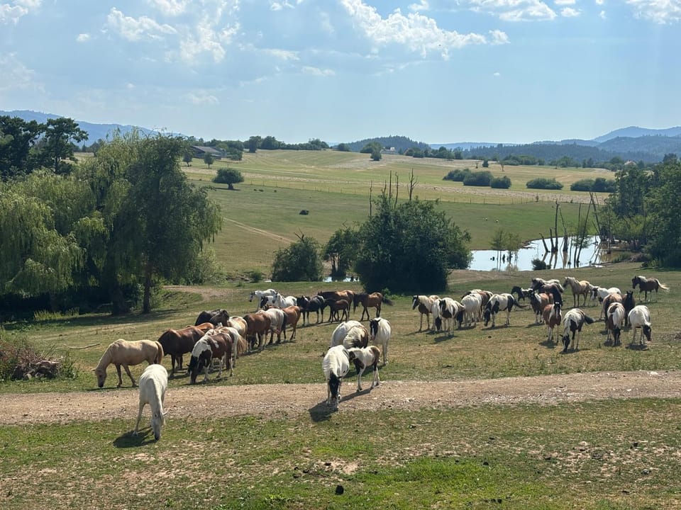 Animals