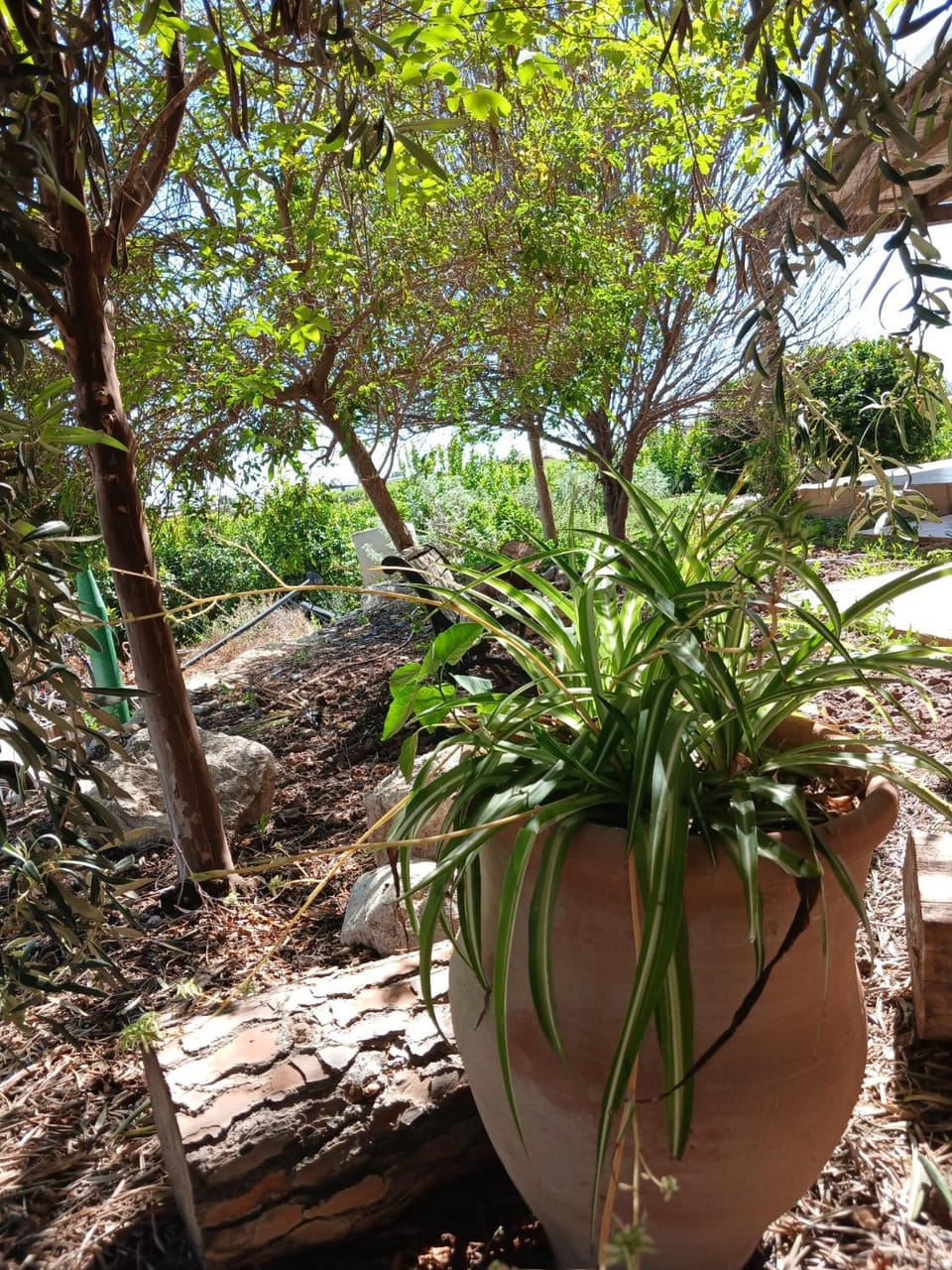 וילה מול פרדס Villa in South District