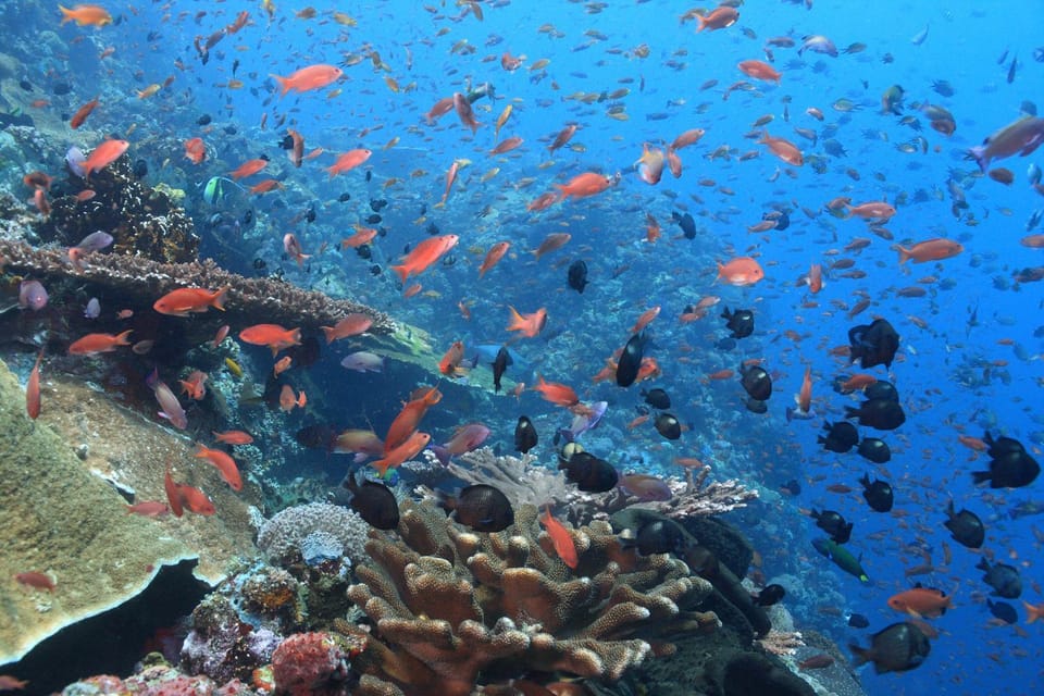Snorkeling