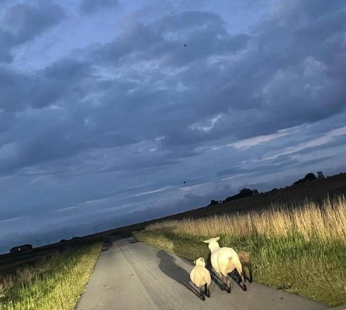 Gaststätte Bongsiel 'Dat Swarte Peerd' Hotel in Nordfriesland