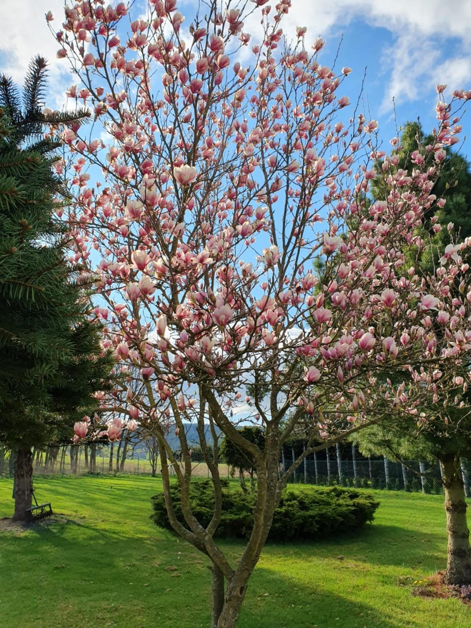 Natural landscape, Garden, Garden view