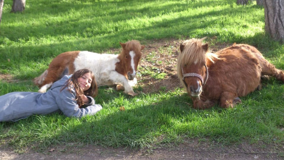 Day, Pets, young children