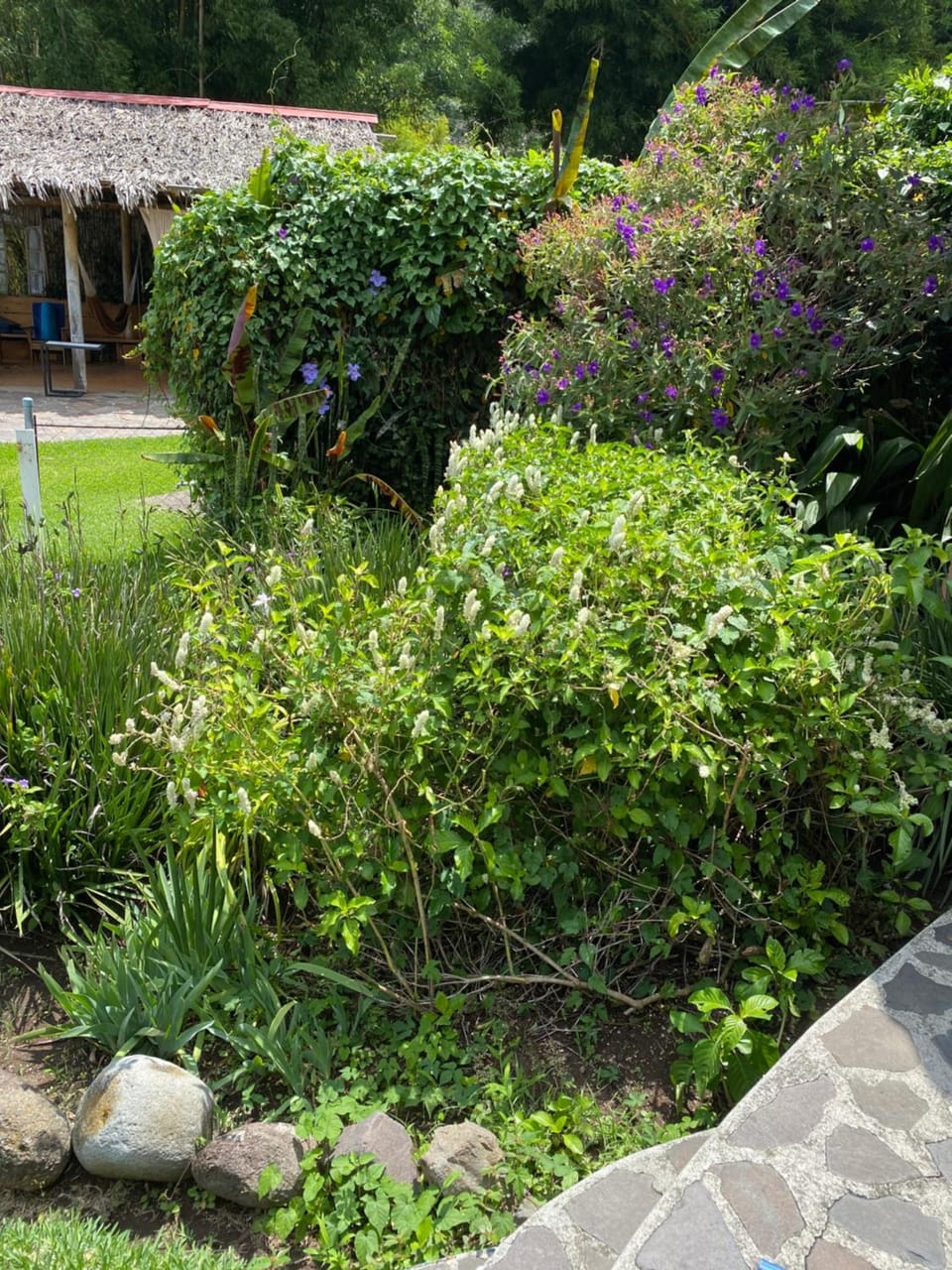 Garden view
