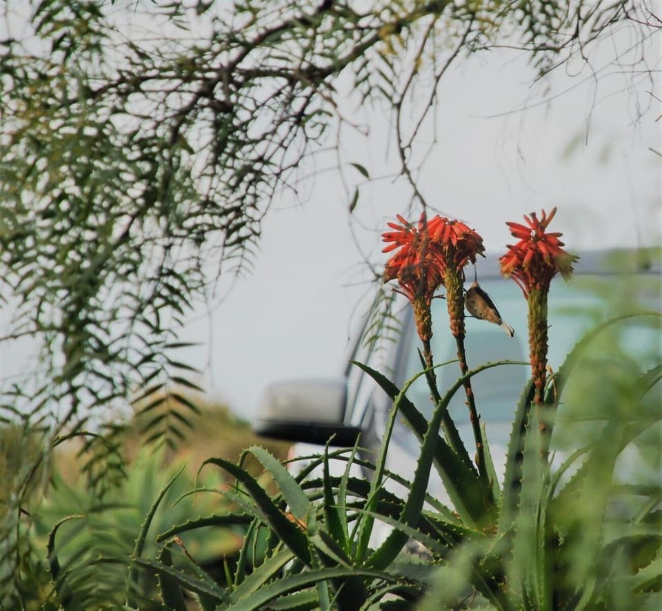 Garden, Animals