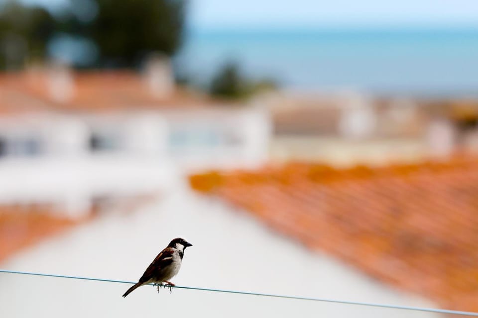 Natural landscape, Balcony/Terrace