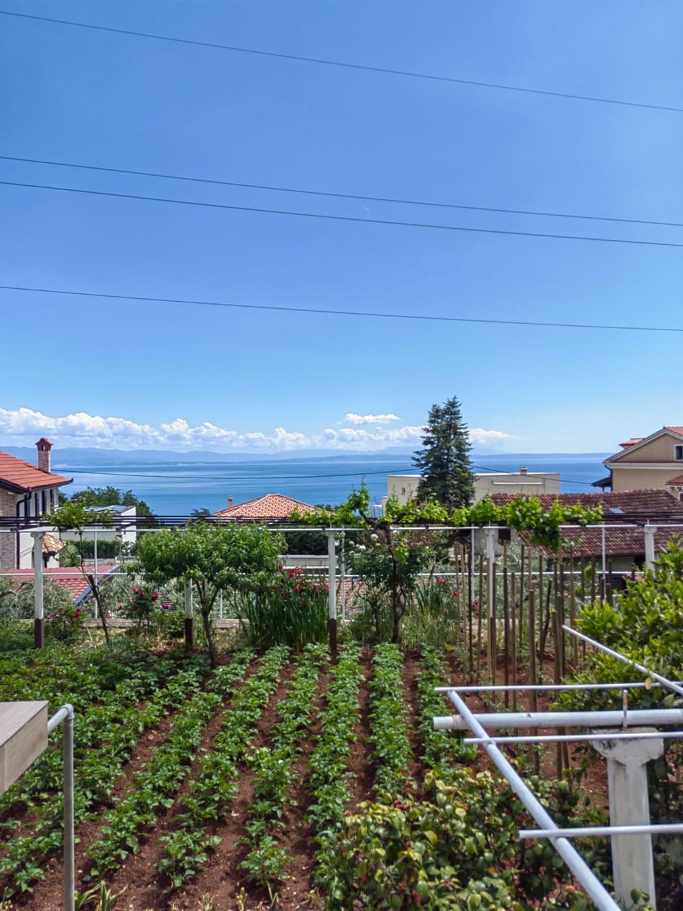 Garden view