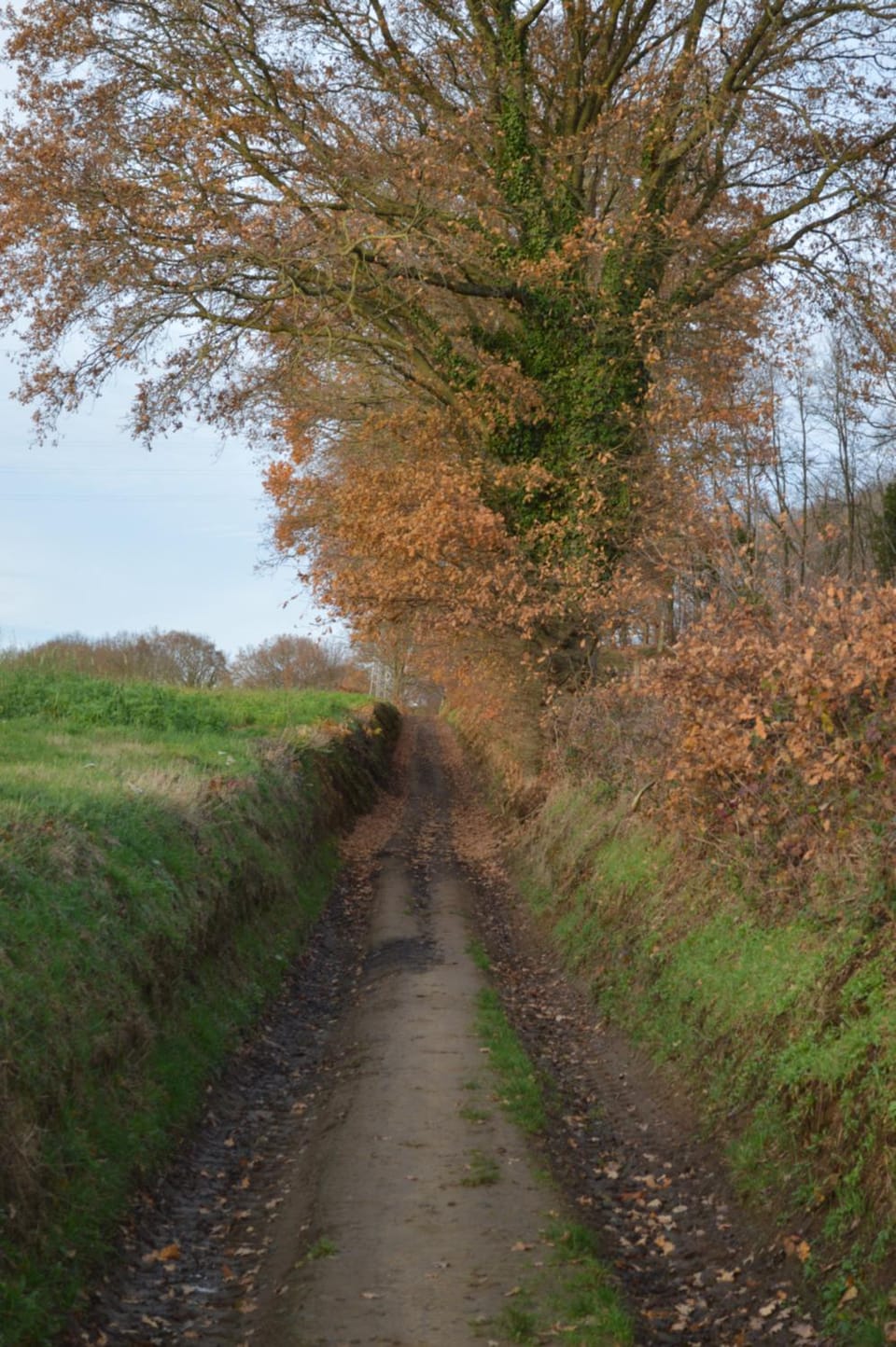 Natural landscape
