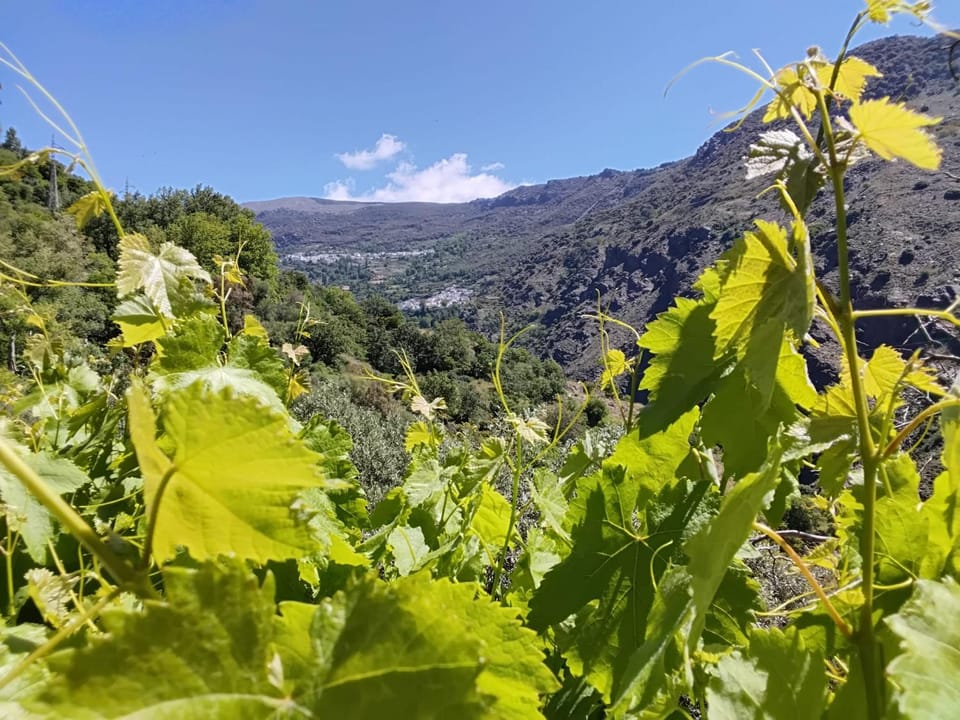 Cortijo De Los Abuelos House in Alpujarra Granadina