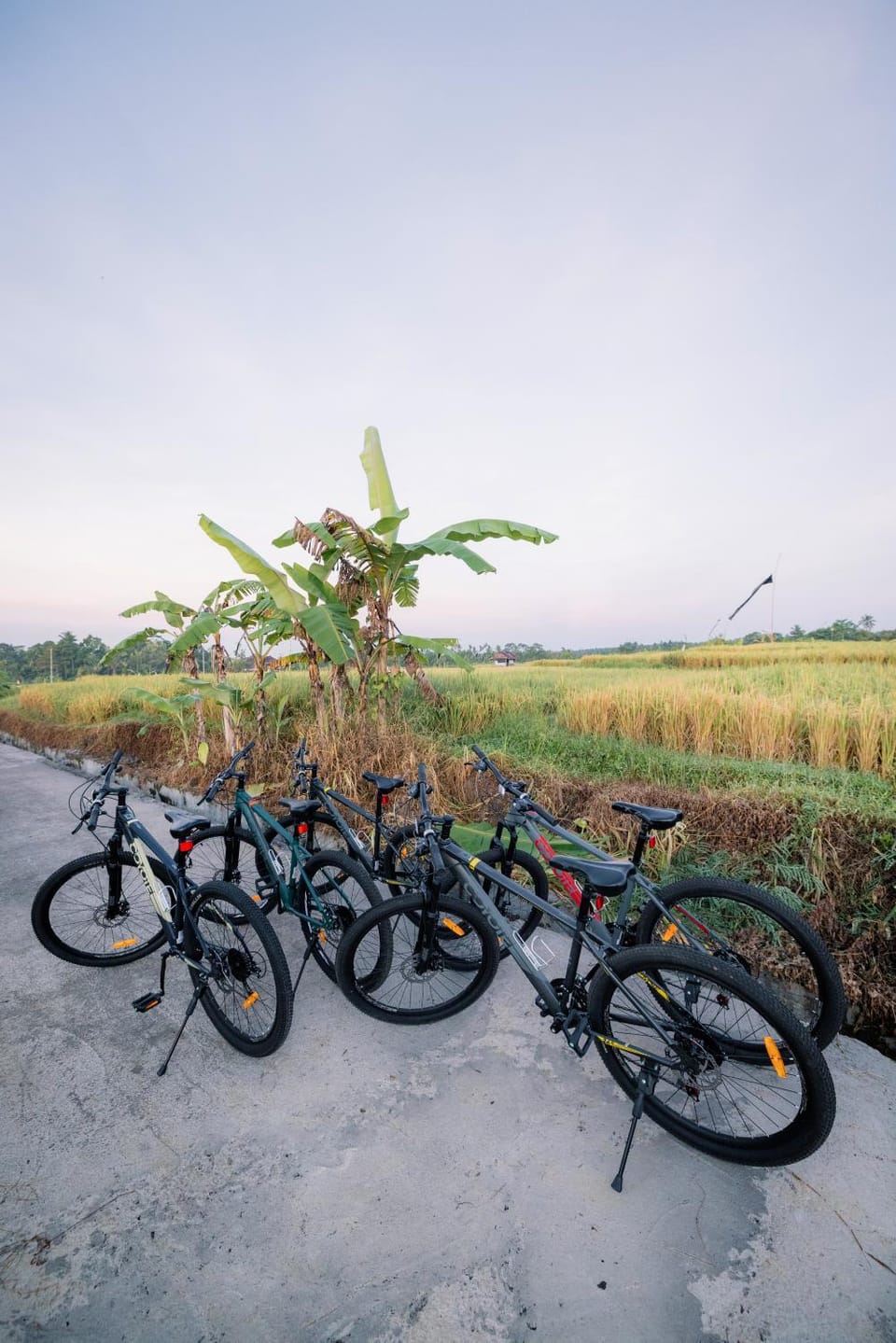 Day, Cycling