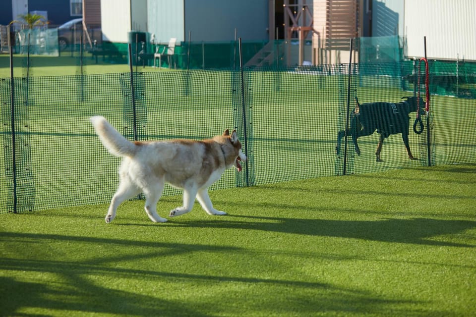 Day, Animals, Pets, pet friendly, pet friendly