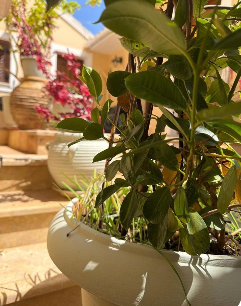 Καμέλια 3 House in Fiskardo