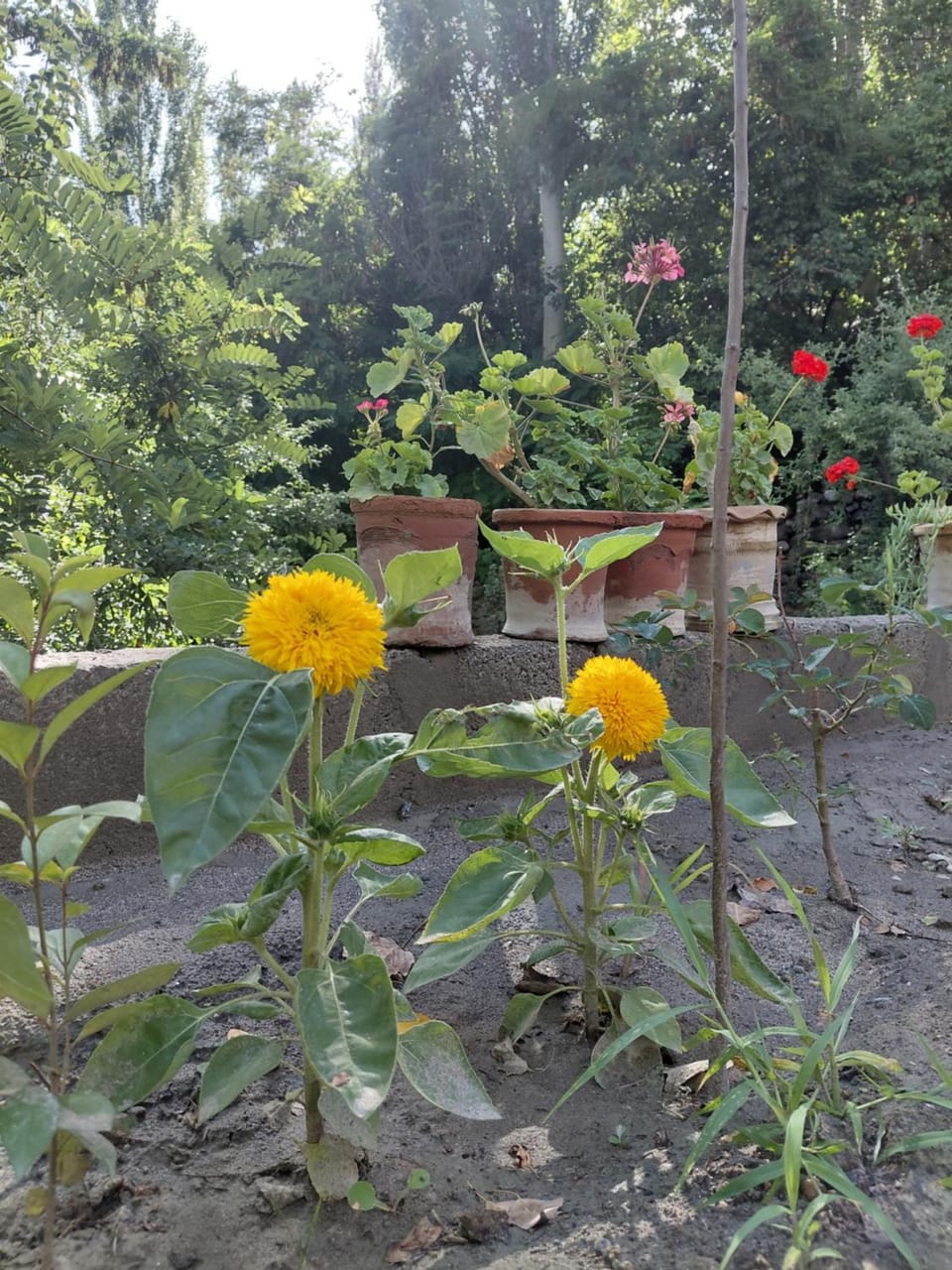 Garden view