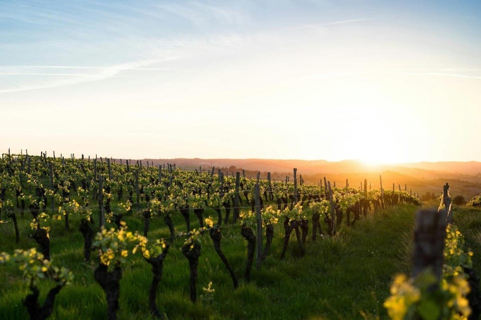 Le Cocon du Vignoble Apartment in Pays de la Loire
