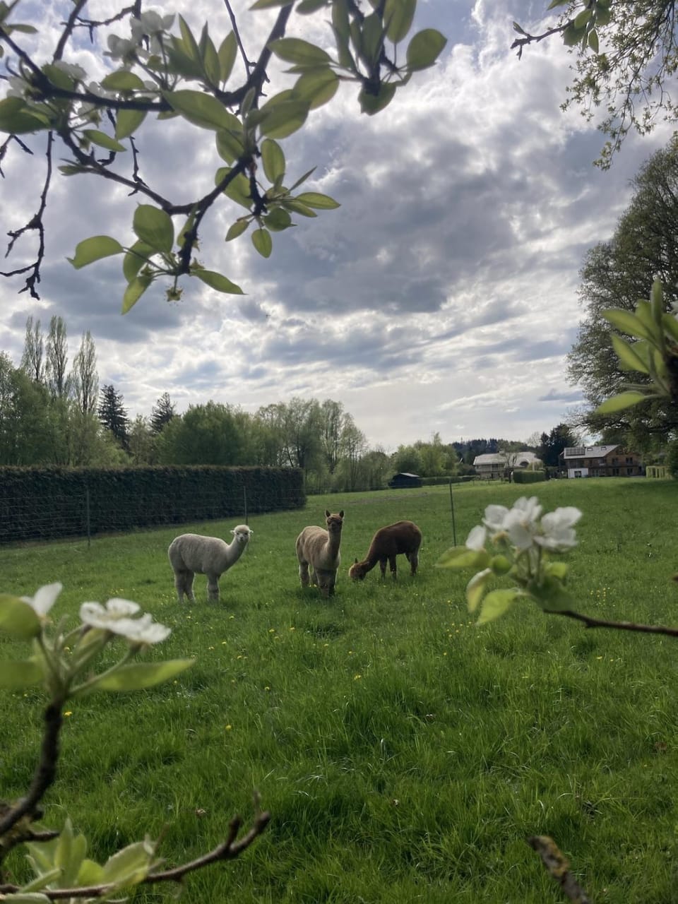 Spring, Animals