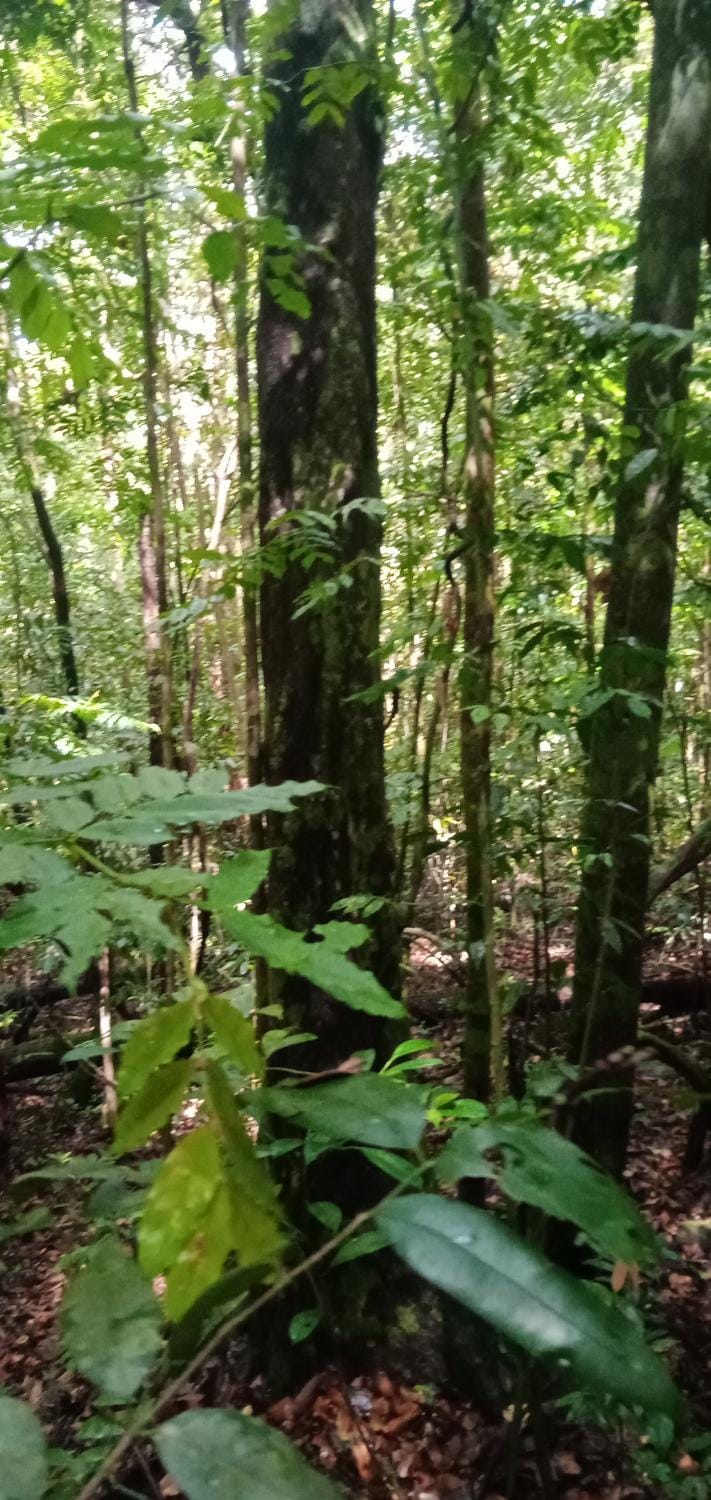 Makandawa tropical rainforest Kithulgala hiking camping bird watching Luxury tent in Sri Lanka