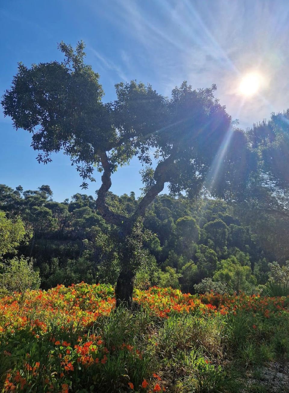 Casa da Mata Hidden Nature Gem near Lagos Villa in Faro District