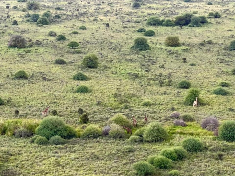 Natural landscape, Animals