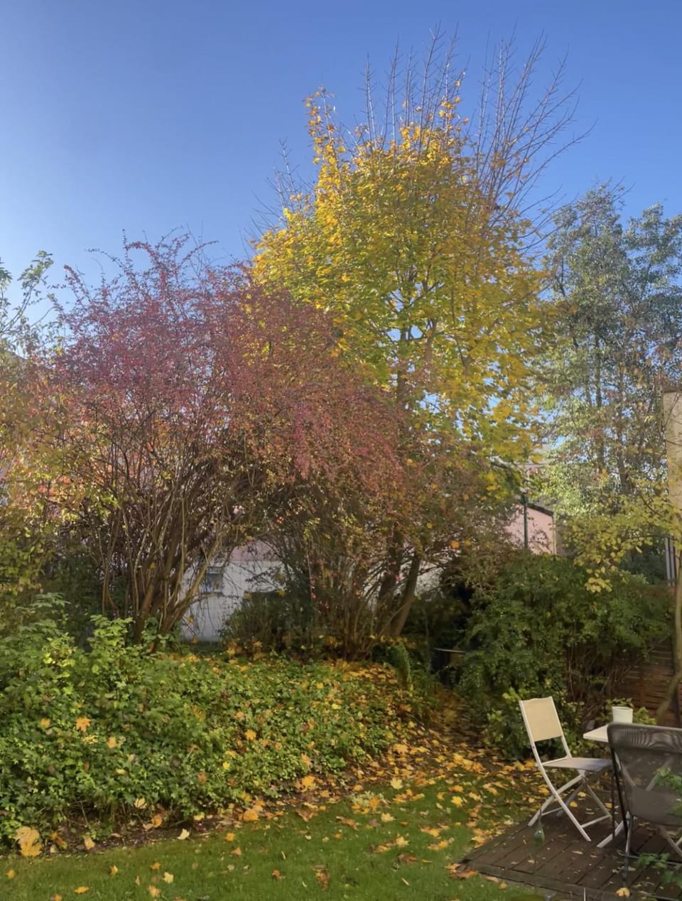 Garden, Garden, Garden view, Garden view