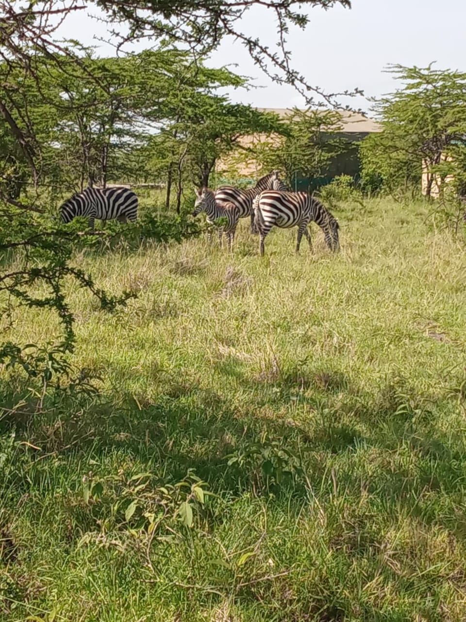 Turacova mara safaris & accommodation Luxury tent in Uganda