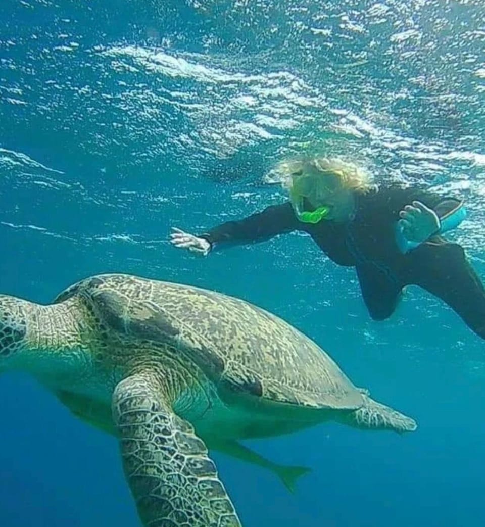 Diving with turtles Docked boat in Hurghada
