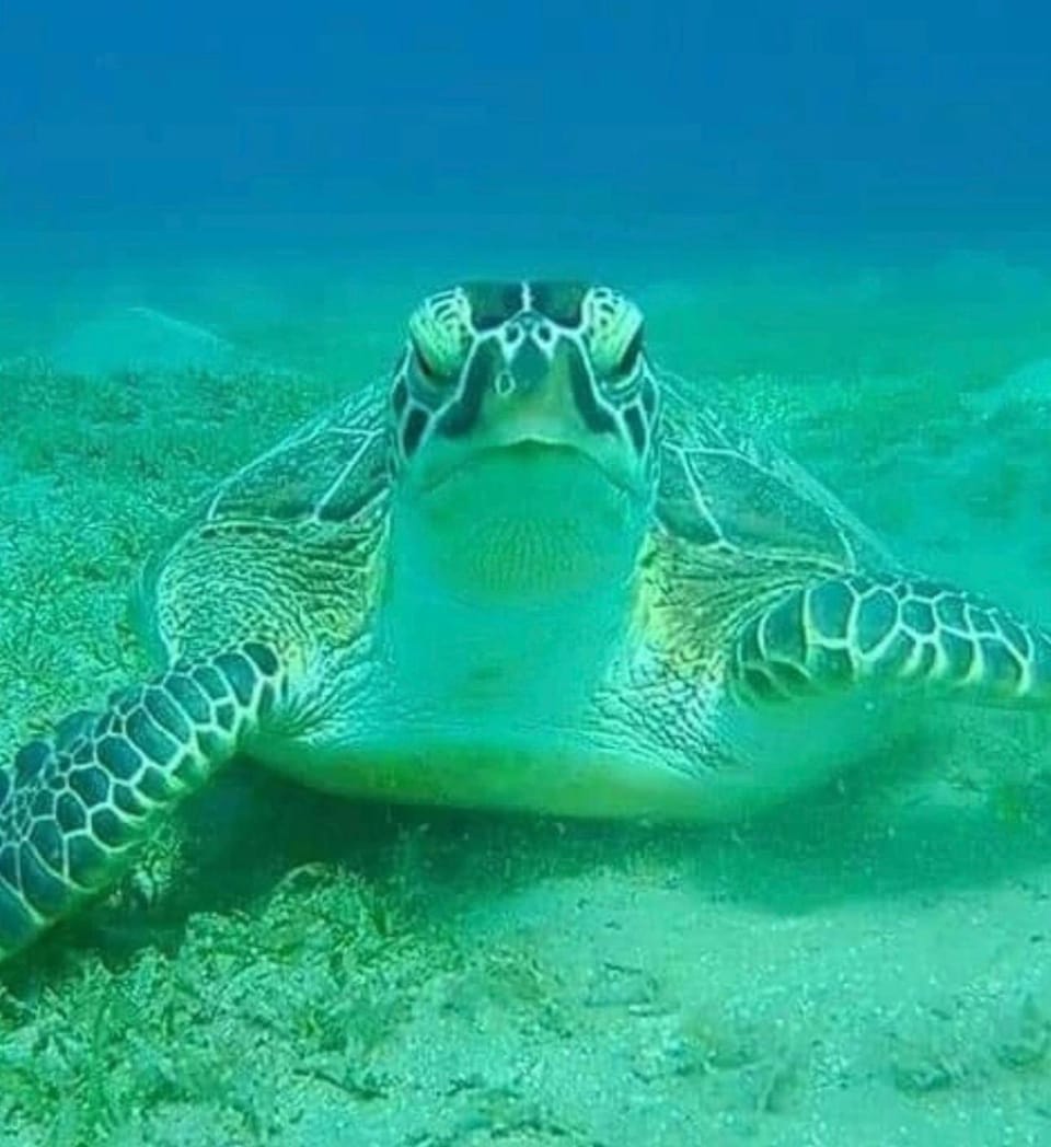 Diving with turtles Docked boat in Hurghada