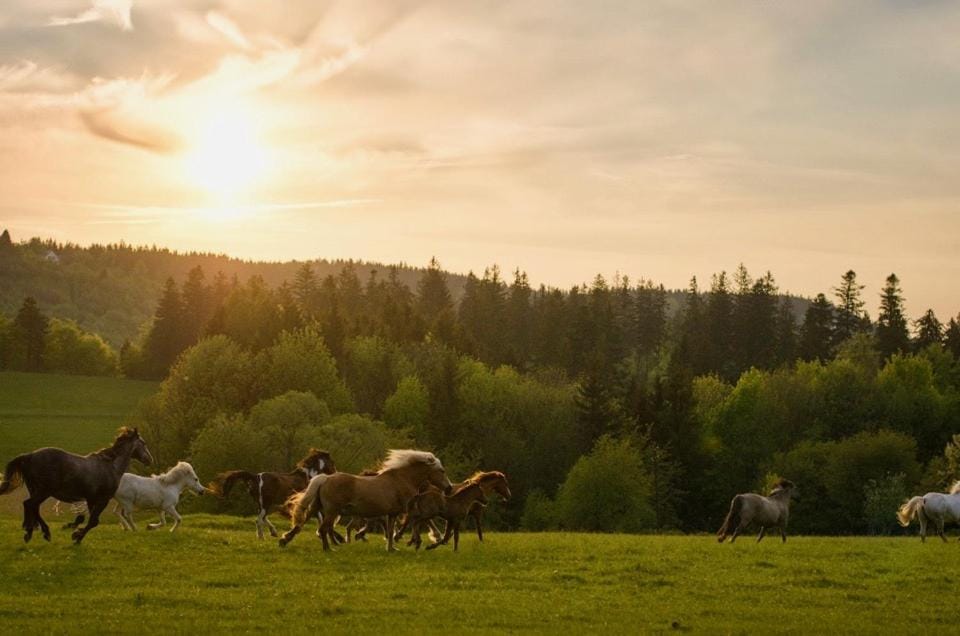 Rancho Panderoza Bed and Breakfast in Lower Silesian Voivodeship