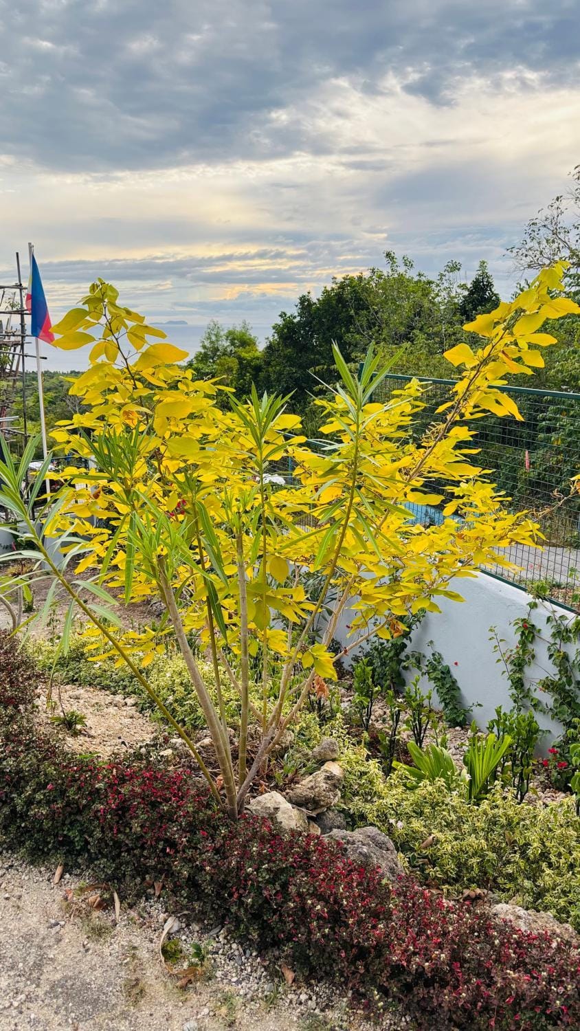 Garden view
