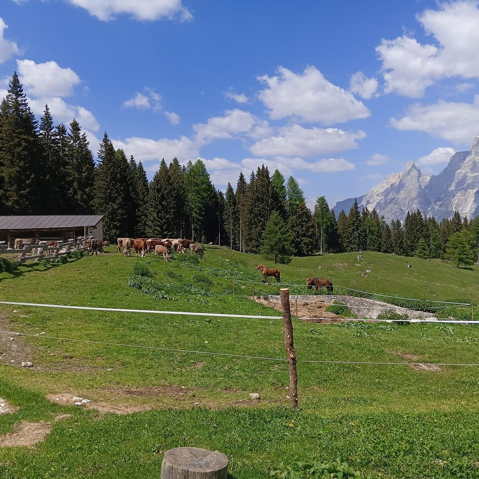 Stanza Malga Ciauta Farm Stay in Trentino-South Tyrol