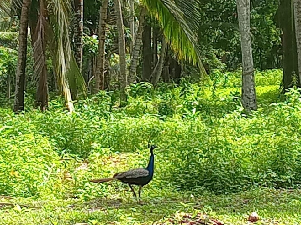 Natural landscape, Animals