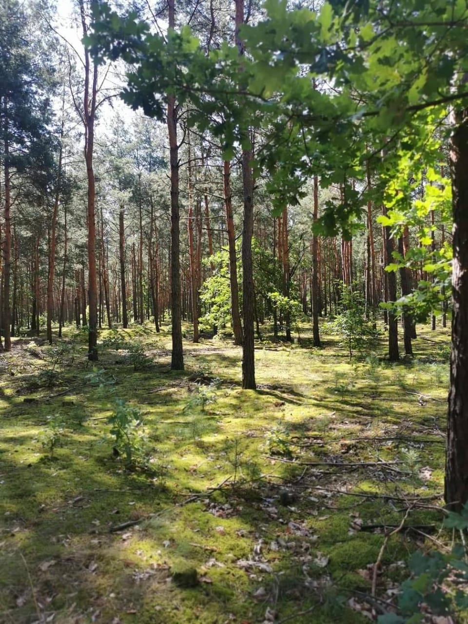 Apartament Ludowy w Siedlisku pod Orzechem Bed and Breakfast in Masovian Voivodeship