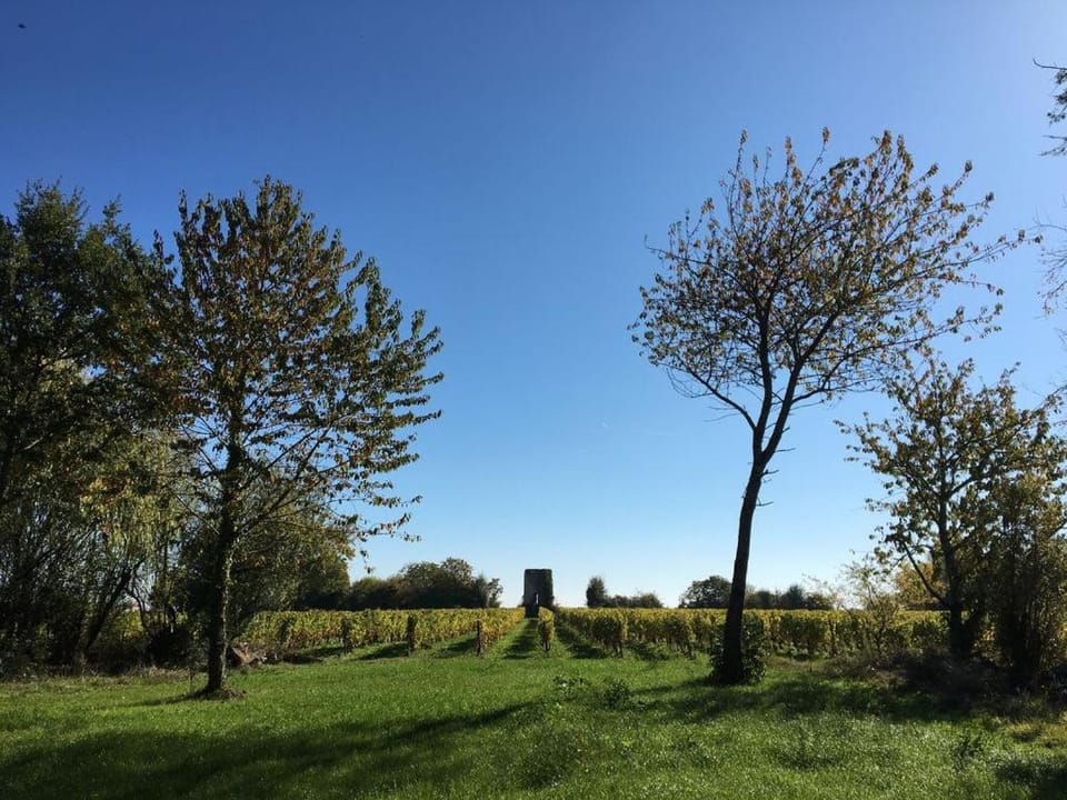 Maison de famille au coeur de son vignoble House in Nouvelle-Aquitaine