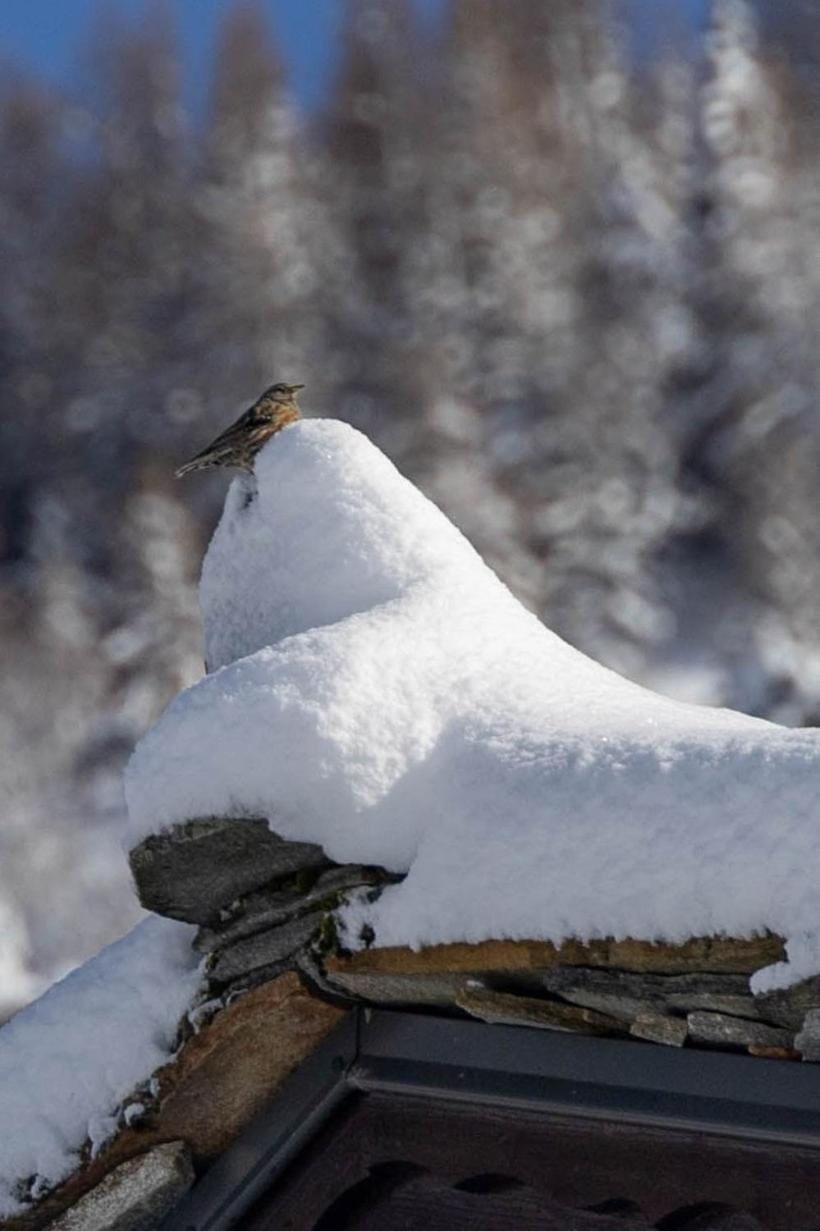 Natural landscape, Winter