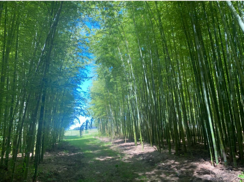 Natural landscape