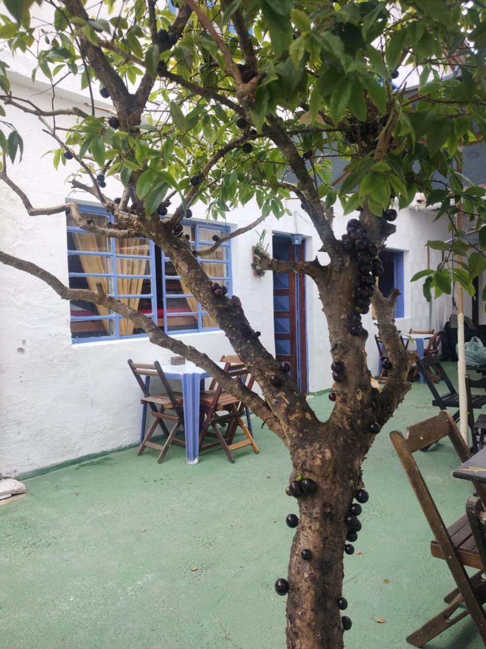 Garden, Garden view, Garden view