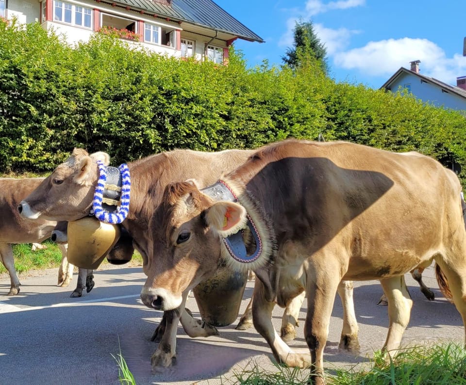 Property building, Animals