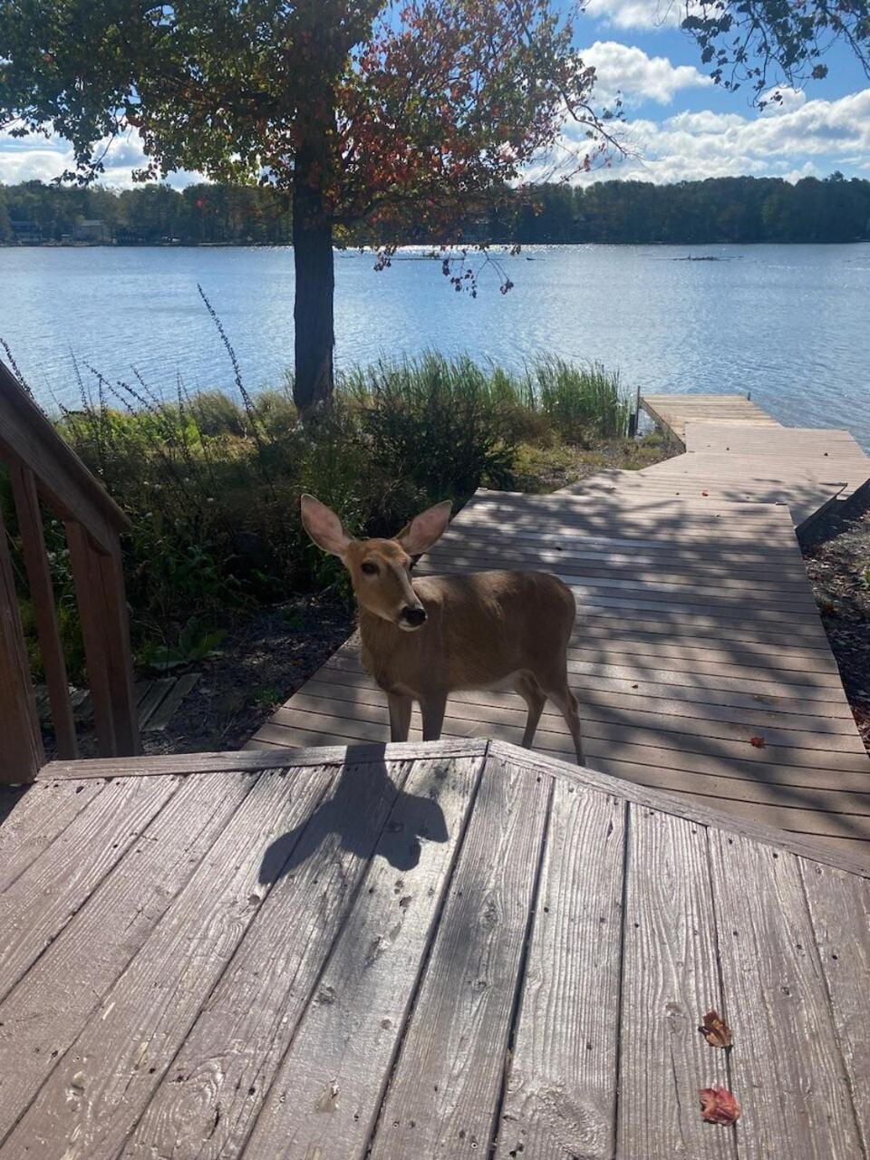 Enjoyyourstay Lakefront Gorgeous Views Pool AC House in Coolbaugh Township