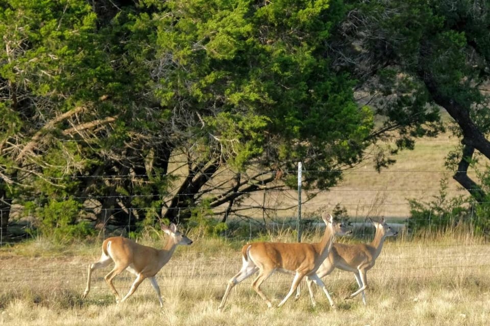 Pet-Friendly Canyon Lake Getaway Rental Ideal for a Texas Hill Country Retreat House in Canyon Lake