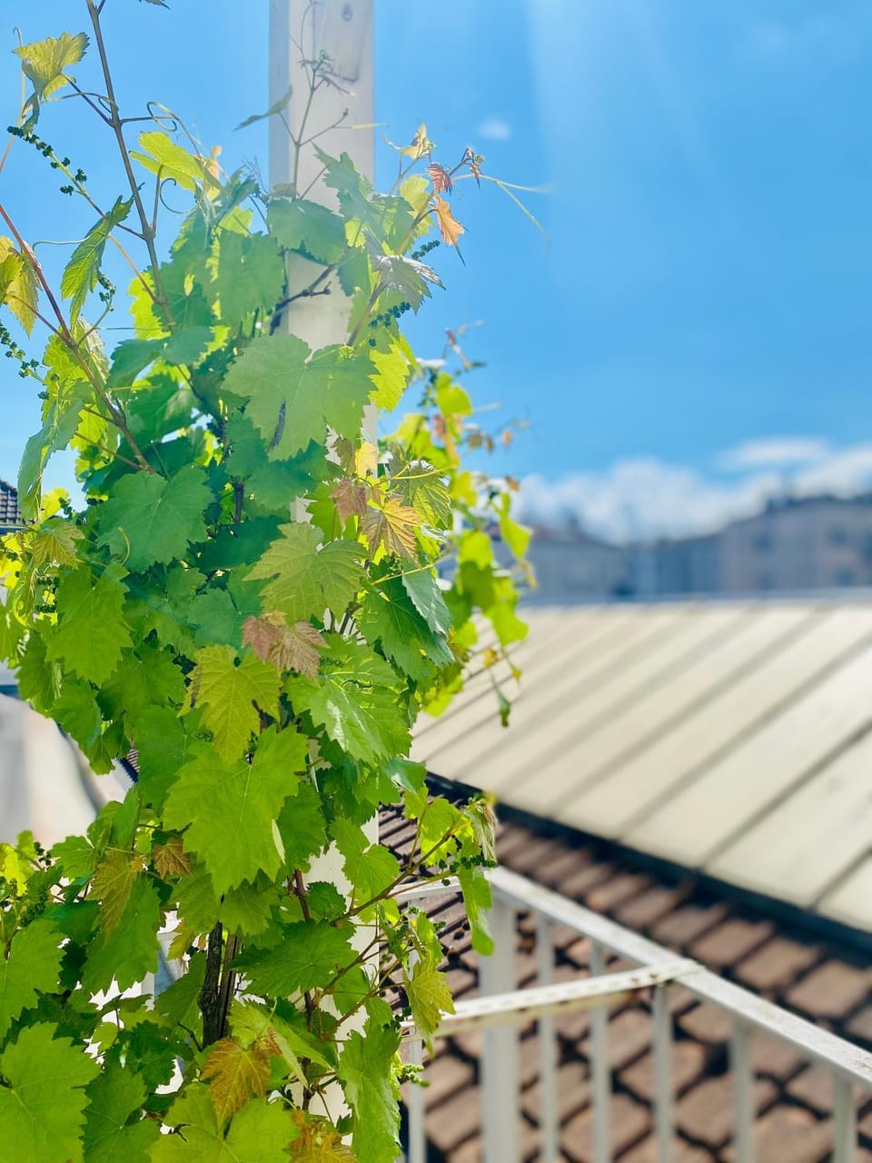 Spring, Day, Balcony/Terrace